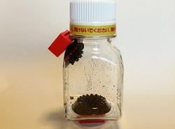 磁性流体観察セット